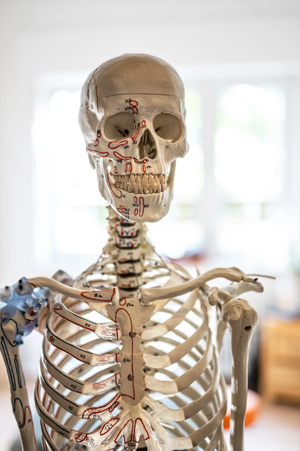 Skelett | Kinetics -Physiotherapie